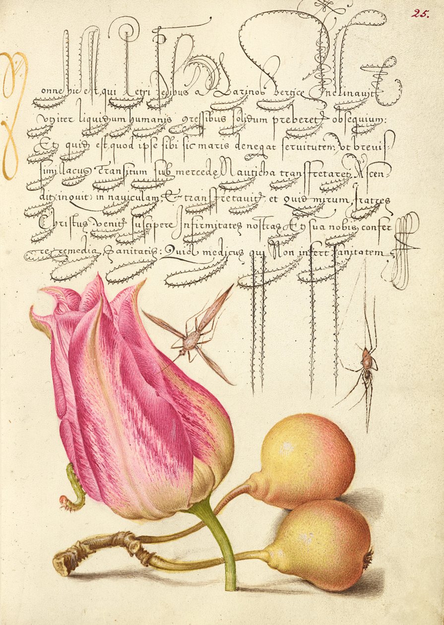 Insecto imaginario, tulipán, araña y pera común de Joris Hoefnagel