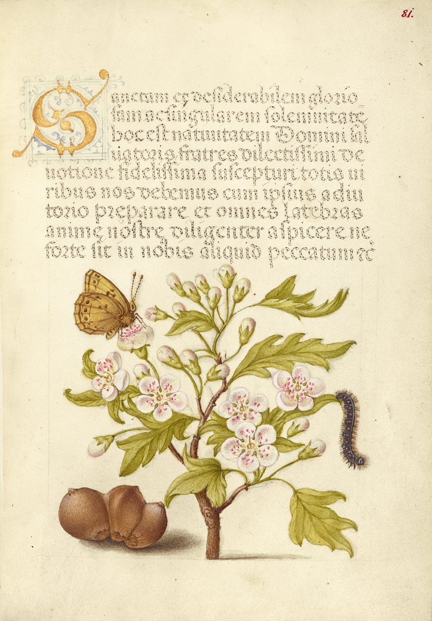 Insecto, espino inglés, oruga y avellano europeo de Joris Hoefnagel