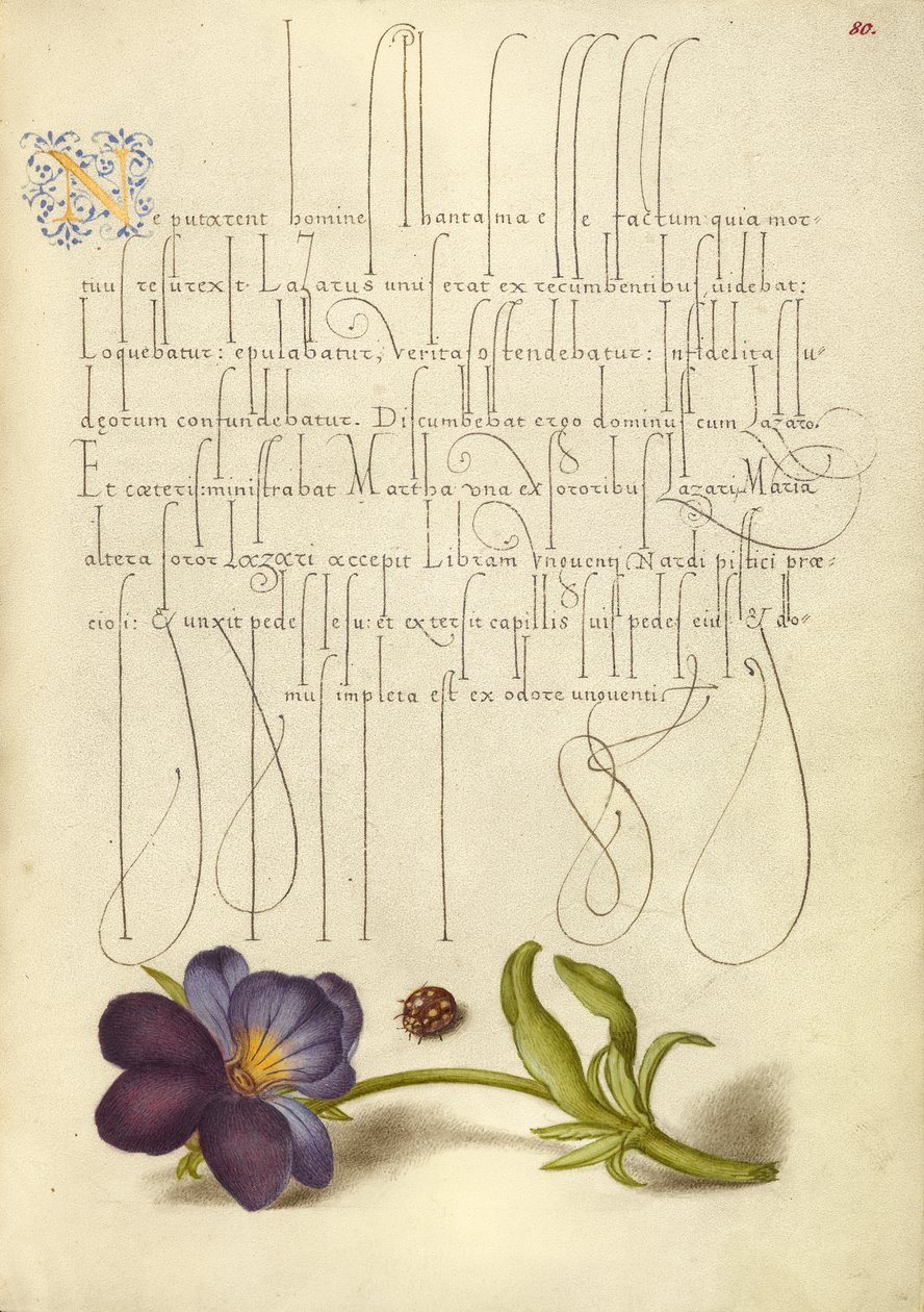Mariquita y pensamiento silvestre europeo de Joris Hoefnagel