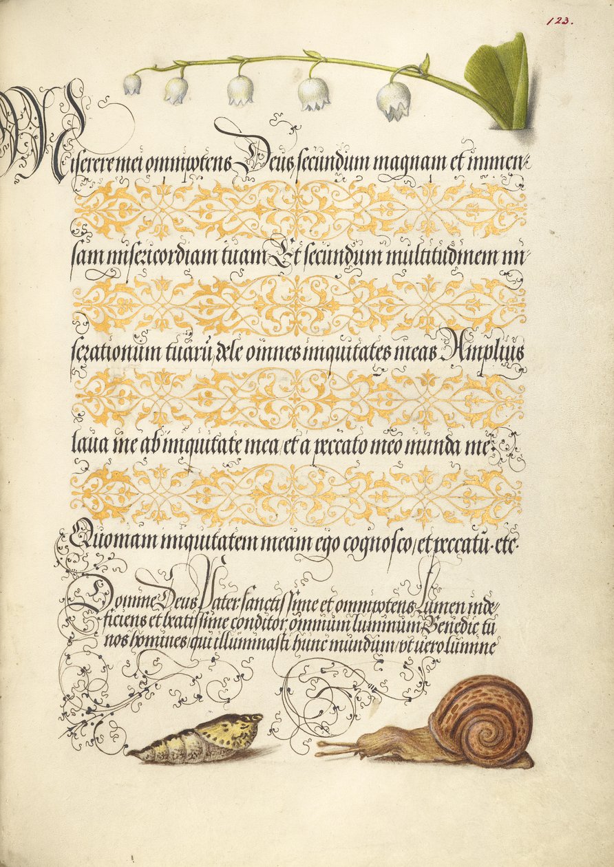 Lirio de los valles, pupa y caracol terrestre de Joris Hoefnagel