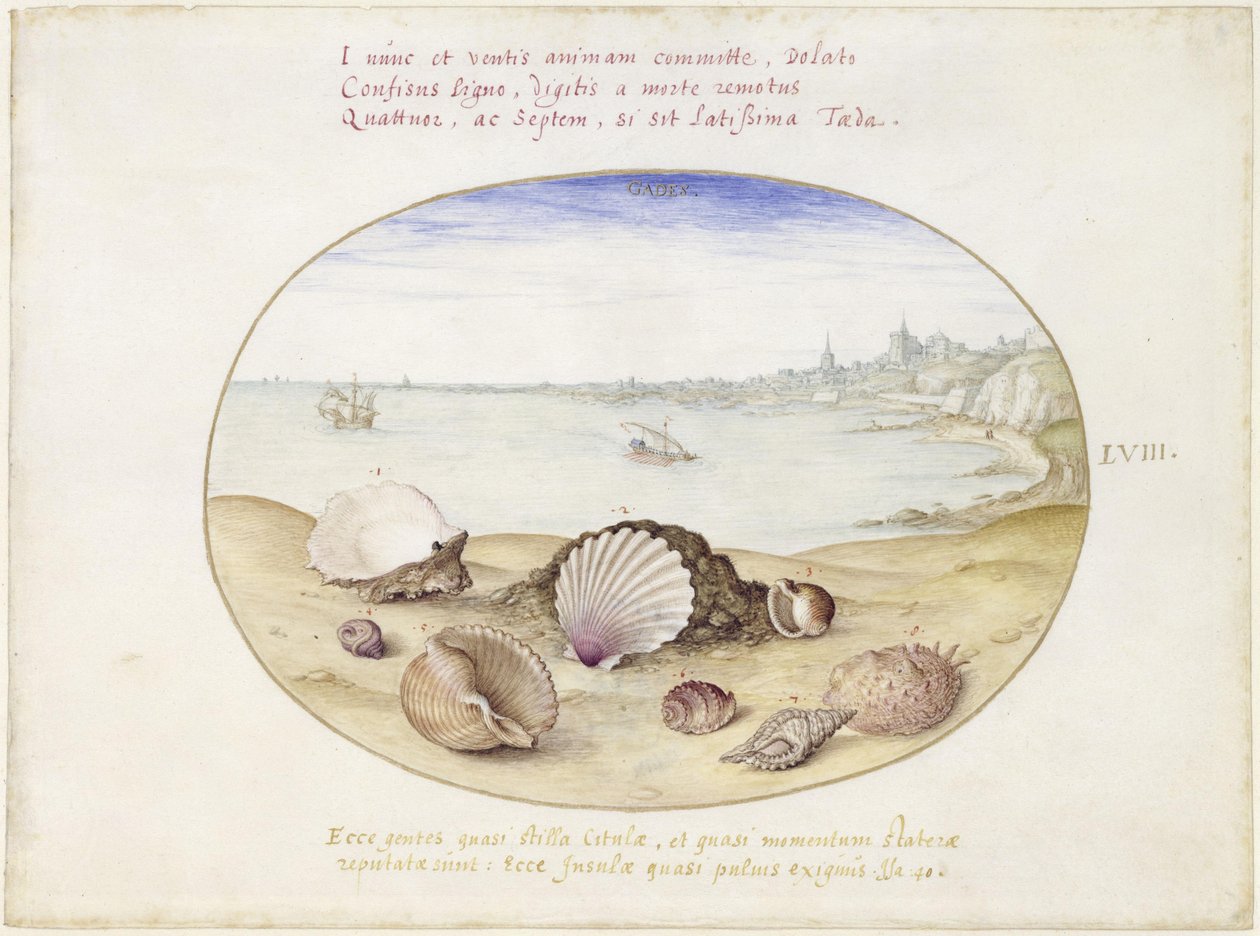 Conchas y vista de Cádiz, lámina LVIII de Joris Hoefnagel