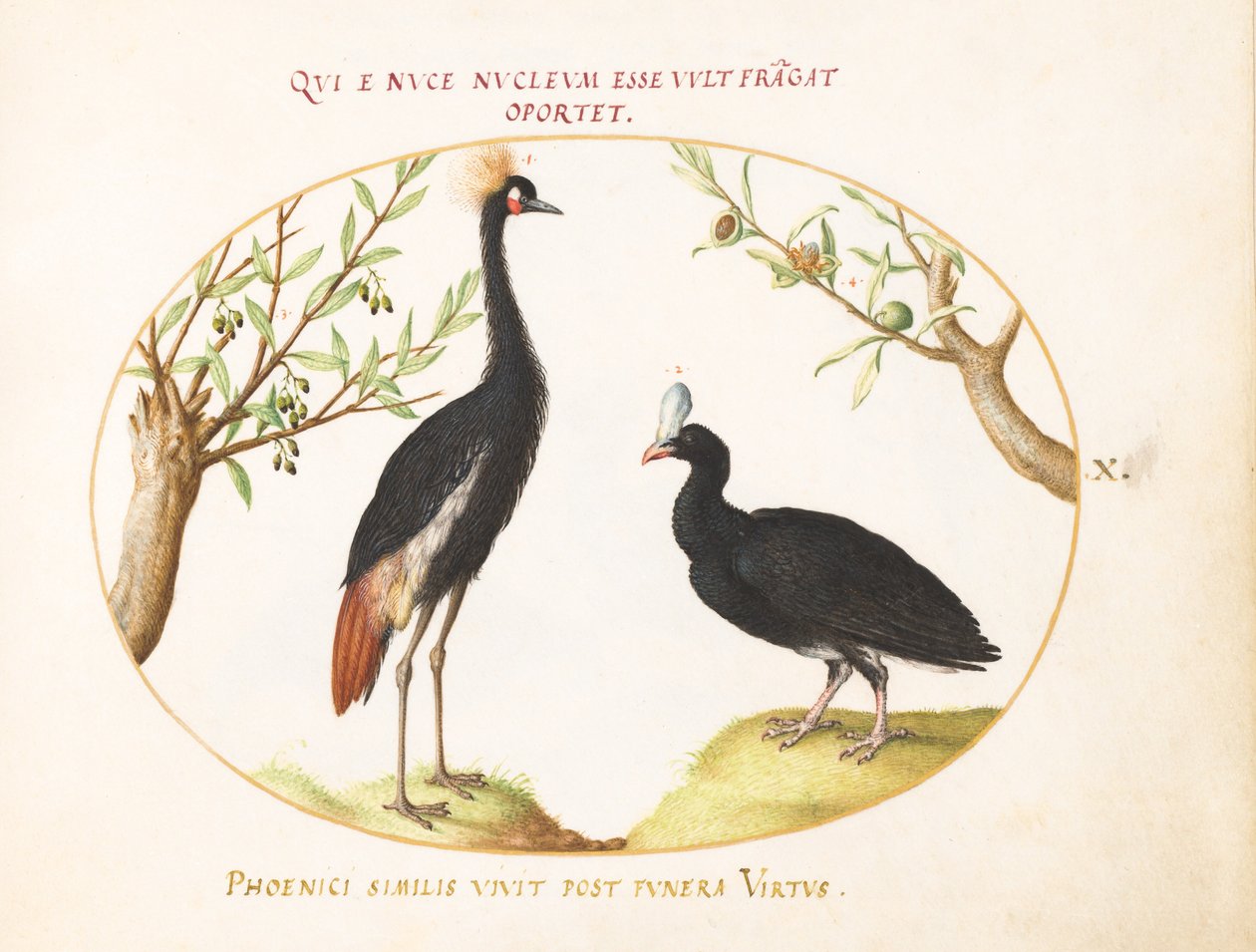 Placa 10: Grulla coronada gris y currasow con casco de Joris Hoefnagel