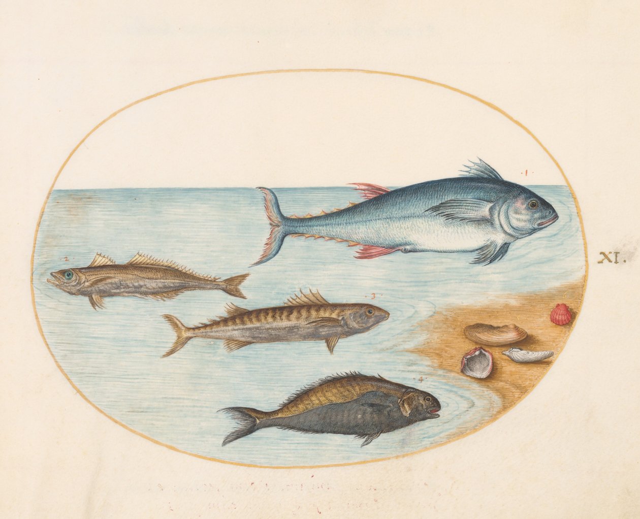 Lámina 11: Cuatro peces y conchas de Joris Hoefnagel
