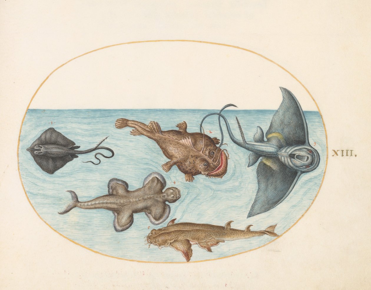 Placa 13: Dos rayas, un pez pescador, un pez monje(?) y un tiburón ángel de Joris Hoefnagel