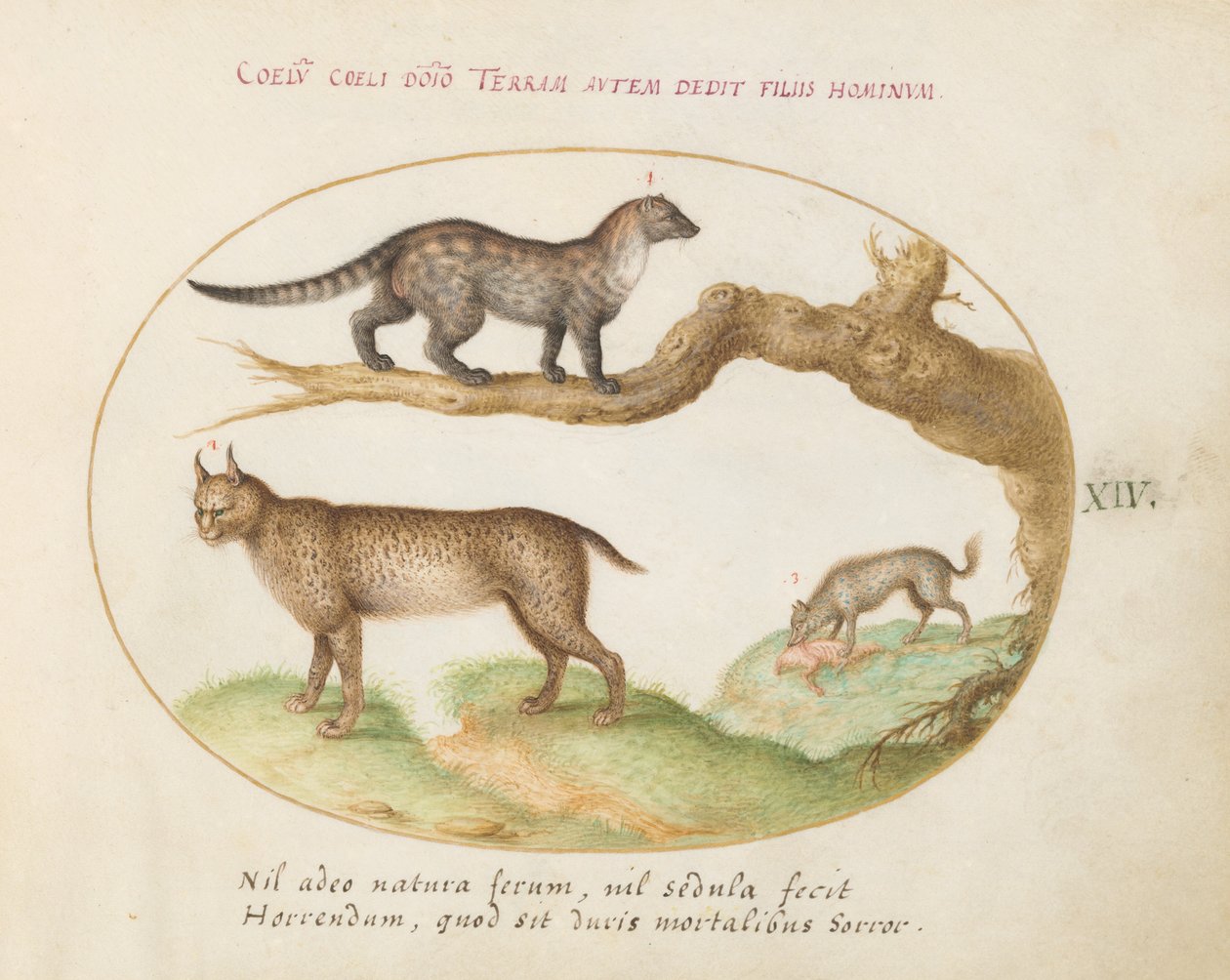 Placa 14: Una Civeta, un Lince y una Hiena de Joris Hoefnagel