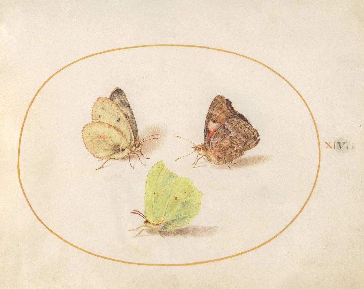 Placa 14: Mariposa de azufre común, almirante rojo y mariposa amarilla nublada de Joris Hoefnagel