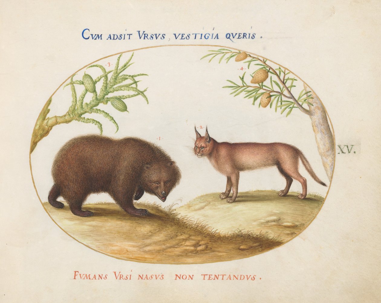 Placa 15: Un oso y un lince(?) de Joris Hoefnagel