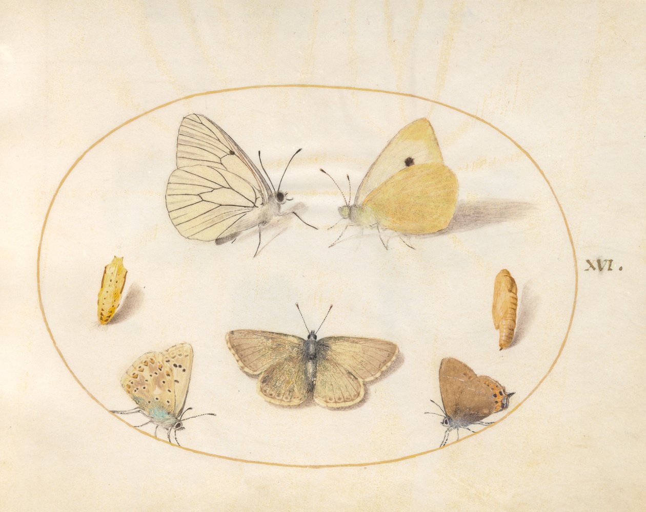 Placa 16: Mariposa Blanca de Venas Negras, Amarillo Nublado, Mariposa de Cola Negra(?) y Mariposa Argus de Geranio(?) con Dos Crisálidas de Joris Hoefnagel