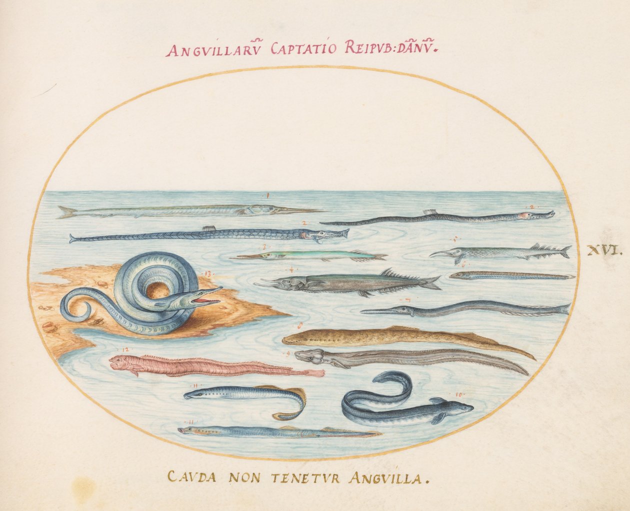 Plato 16: Anguilas, peces pipa y peces aguja de Joris Hoefnagel