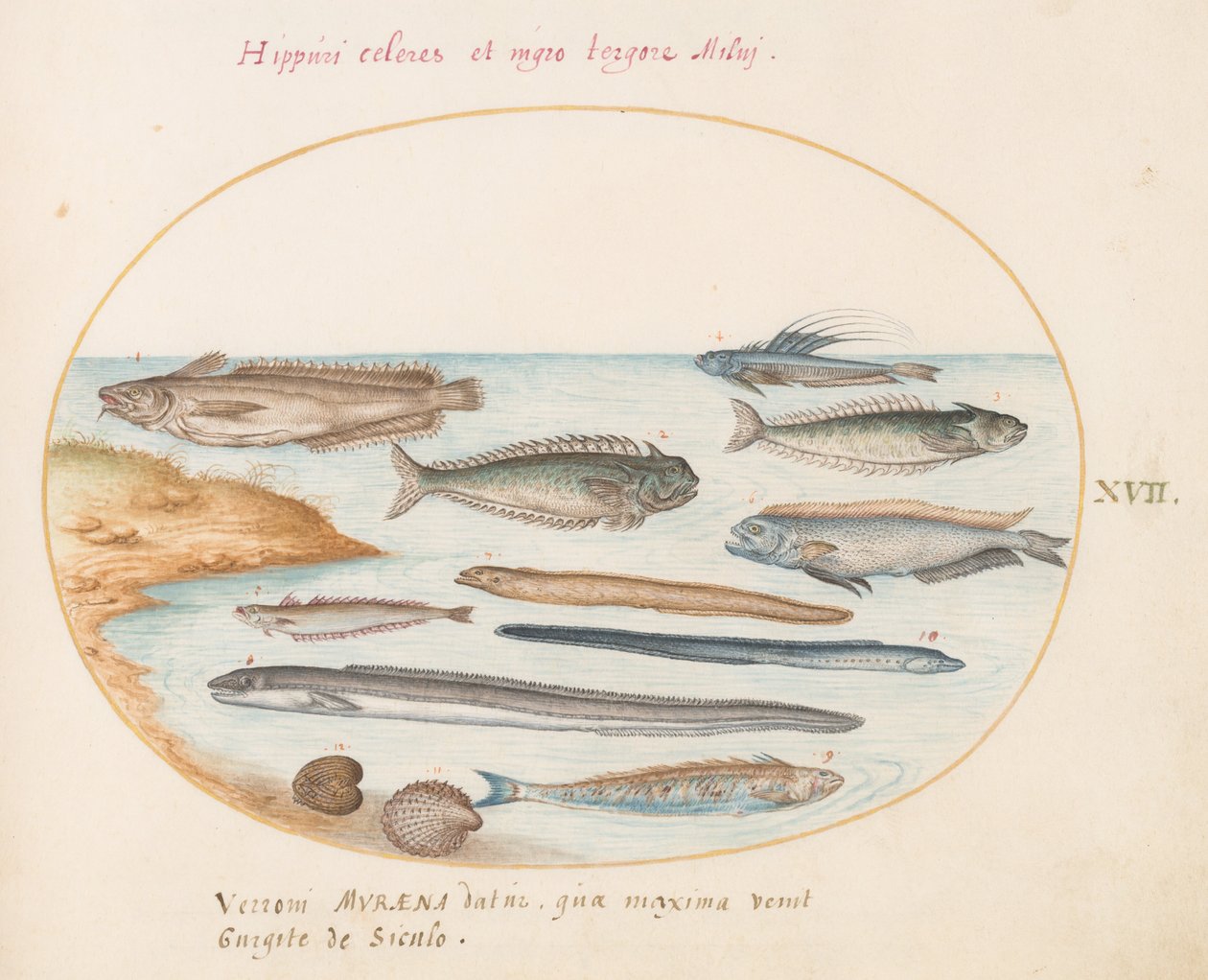 Plato 17: Un Bacalao, Pez Araña, Anguilas y Otros Peces de Joris Hoefnagel