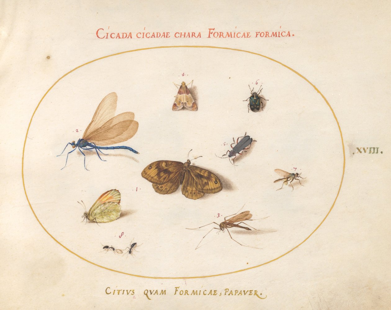 Placa 18: Dos Mariposas y una Polilla con una Libélula, Dos Hormigas y Cuatro Otros Insectos de Joris Hoefnagel