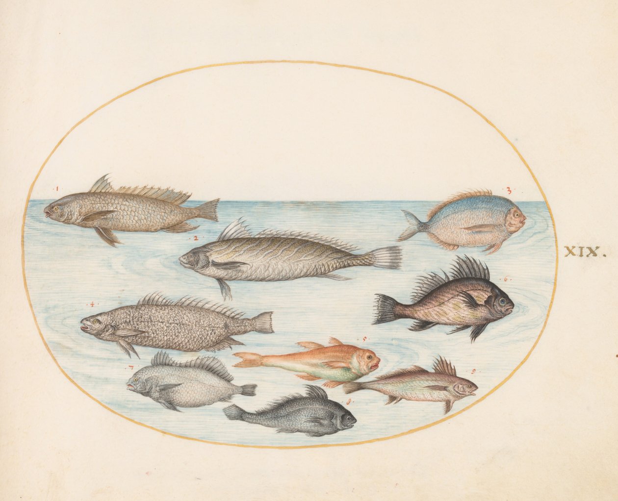 Lámina 19: Un pez damisela y otros peces, entre ellos dos «coracinis» de Joris Hoefnagel