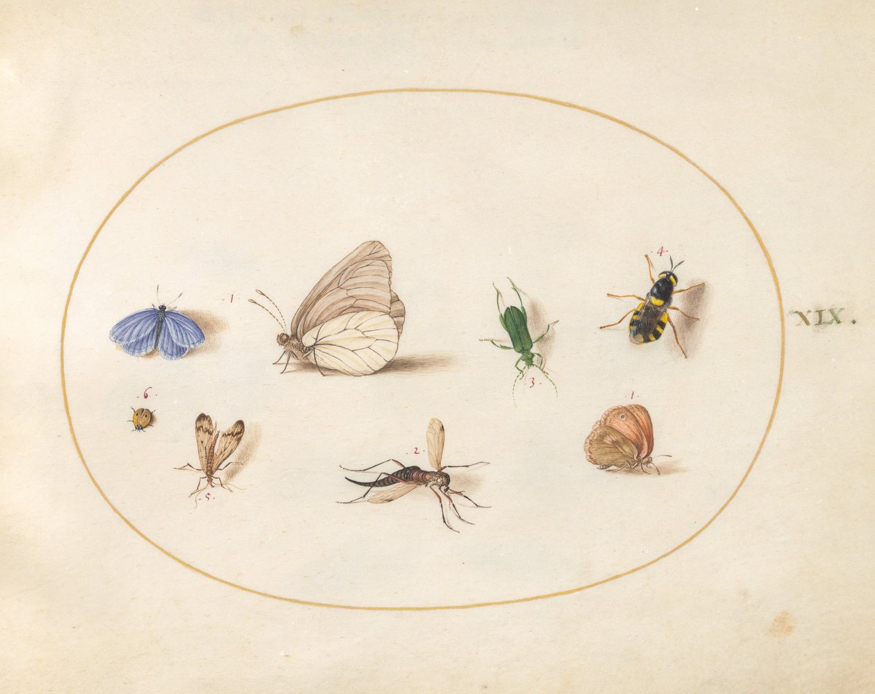 Lámina 19: dos mariposas con otros cinco insectos de Joris Hoefnagel