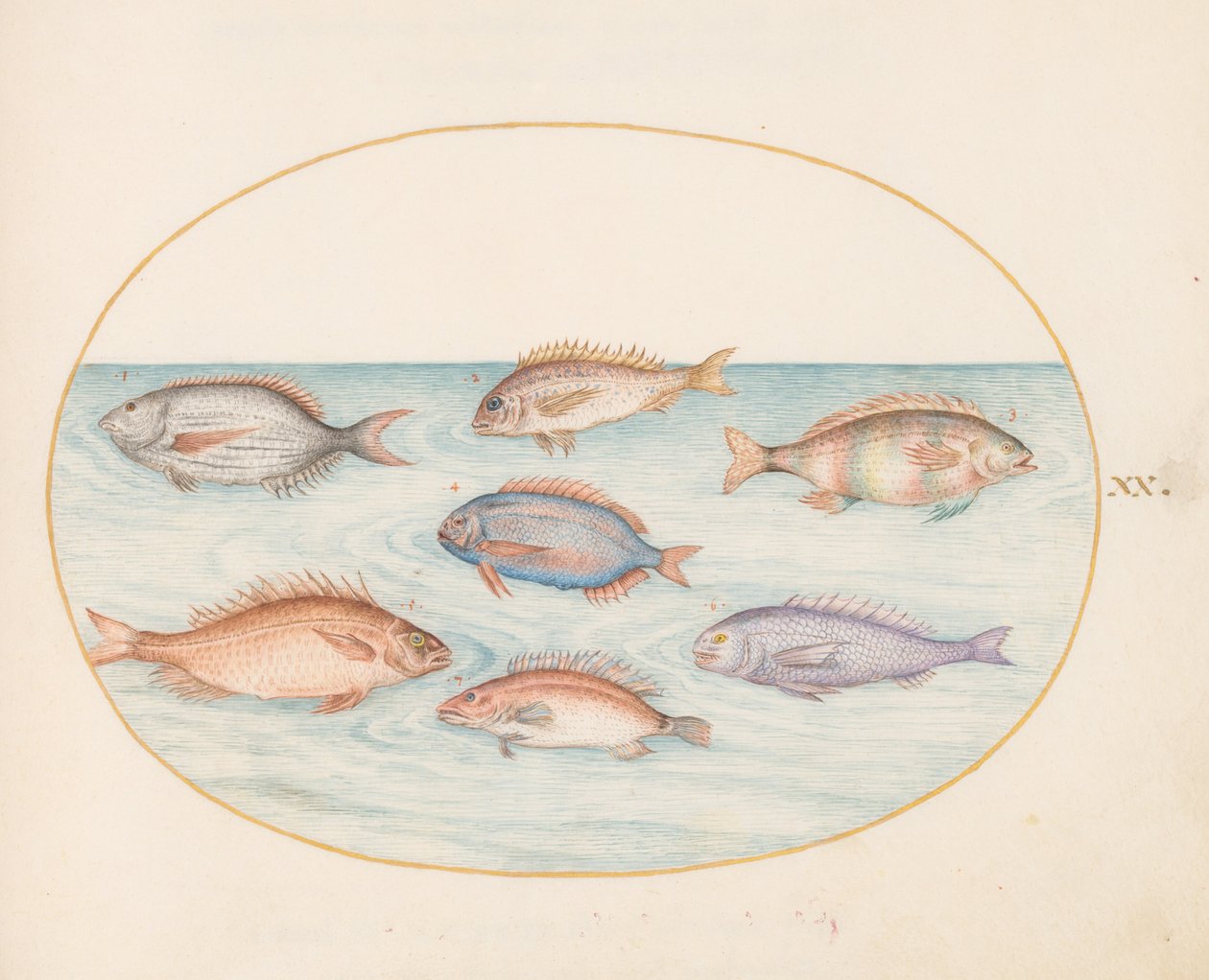 Plato 20: Besugo, Dentón, Sargo y otros peces de Joris Hoefnagel