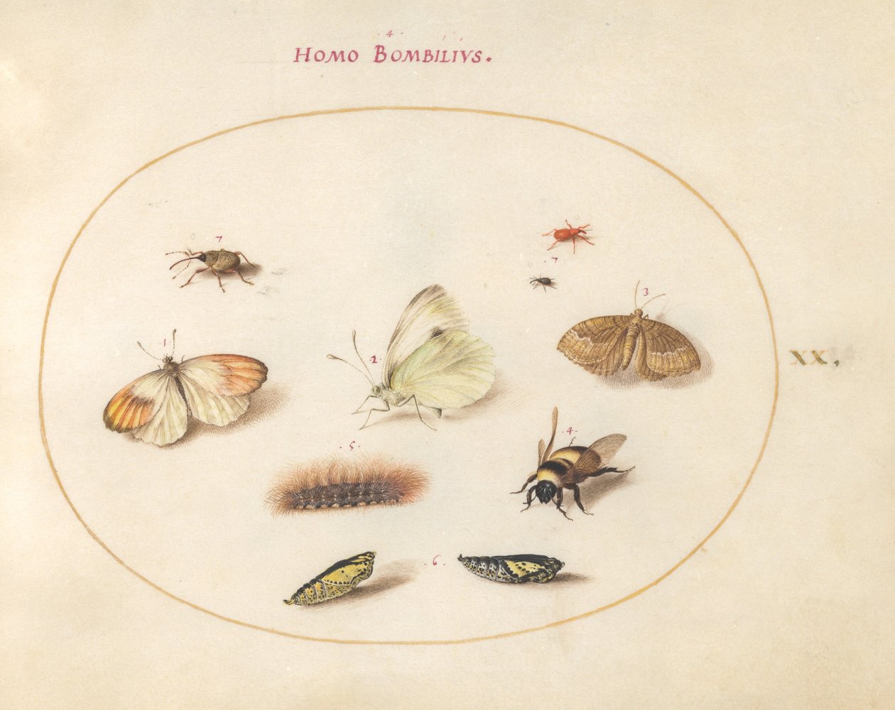 Placa 20: Tres mariposas, una oruga, una abeja, dos crisálidas y tres gorgojos de Joris Hoefnagel
