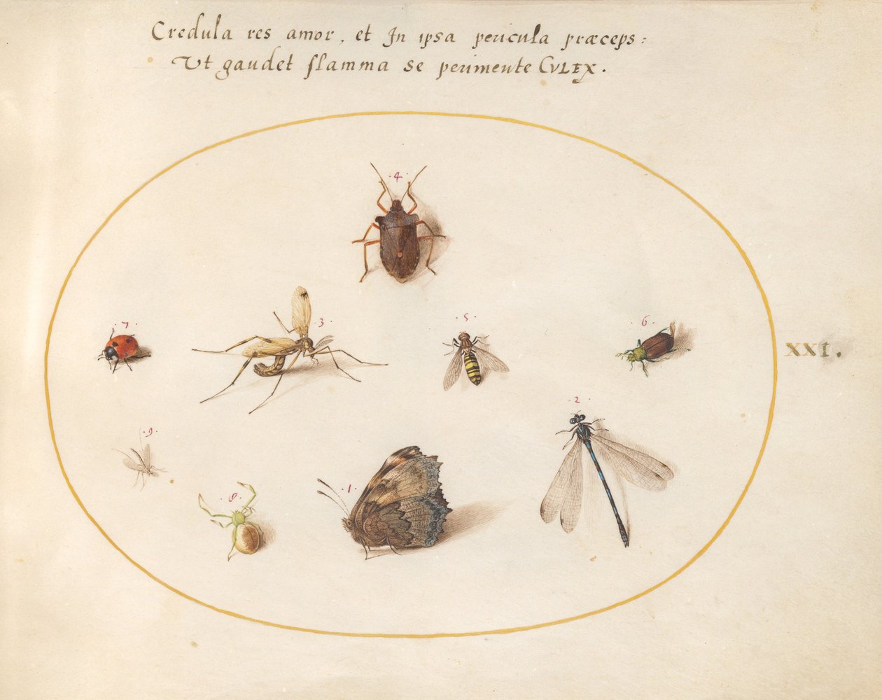 Placa 21: Una Mariposa con una Libélula, una Mariquita y Otros Cinco Insectos de Joris Hoefnagel