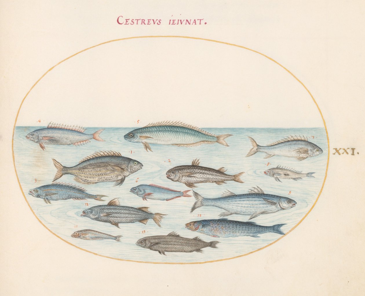 Placa 21: Bacalao(?) y otros peces de Joris Hoefnagel