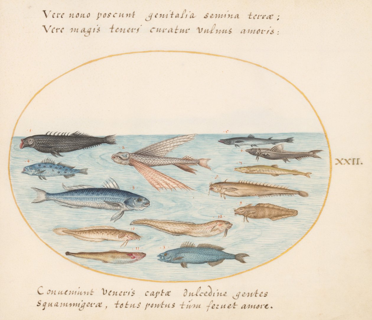 Placa 22: Salmonete, pez volador, anguilas y otros peces de Joris Hoefnagel