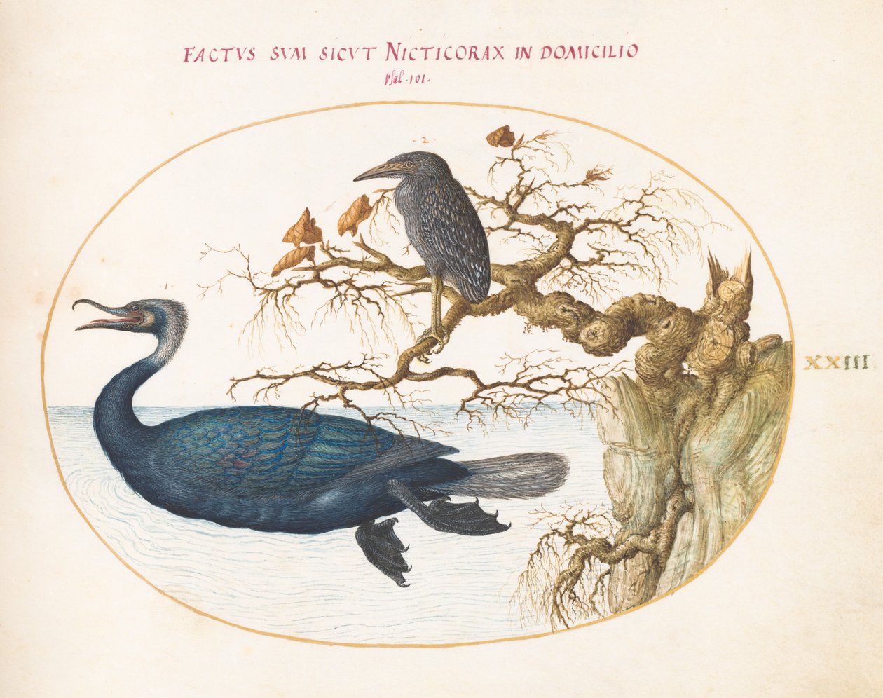 Placa 23: Un Cormorán de Brandt con una Garza Nocturna Juvenil de Joris Hoefnagel