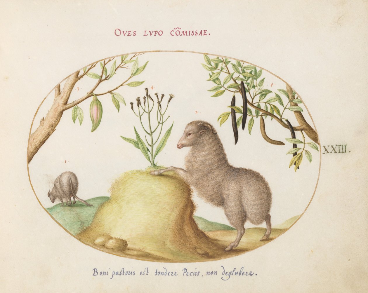 Placa 23: Una Oveja de Cola Gruesa, una Oveja de Cola Larga, una "Cassia purgatrix" y Otras Plantas de Joris Hoefnagel