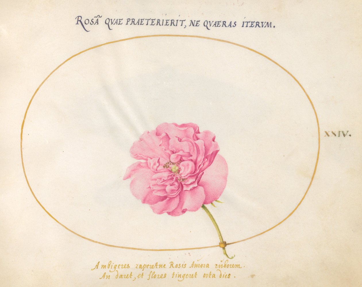 Lámina 24: Rosa Rosa de Joris Hoefnagel