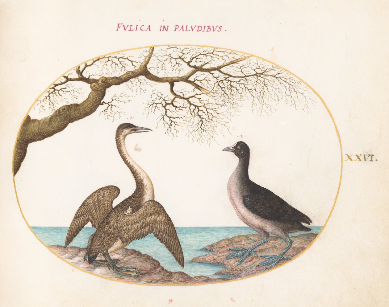 Placa 26: Cormorán y focha de Joris Hoefnagel