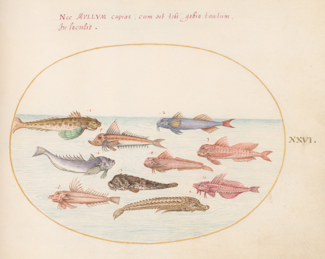 Plato 26: Rubios, dragoncillos y otros peces de Joris Hoefnagel