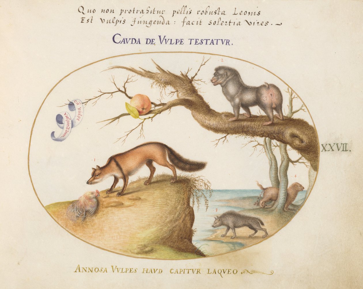 Placa 27: Un Zorro Cruzado, una Hiena/Baboon, un "Lobo Marino" y un Gulón (¿Glotón?) de Joris Hoefnagel