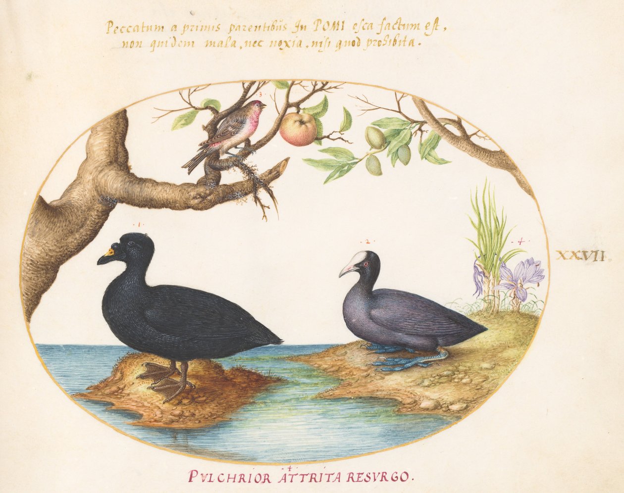 Placa 27: Un Pato(?), Una Focha y un Camachuelo(?) de Joris Hoefnagel