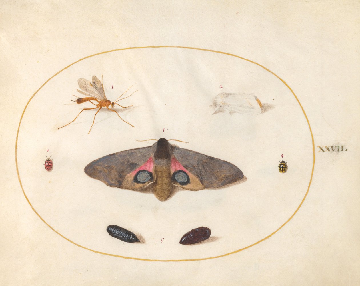 Placa 27: Dos Polillas, Dos Crisálidas y Otros Insectos de Joris Hoefnagel