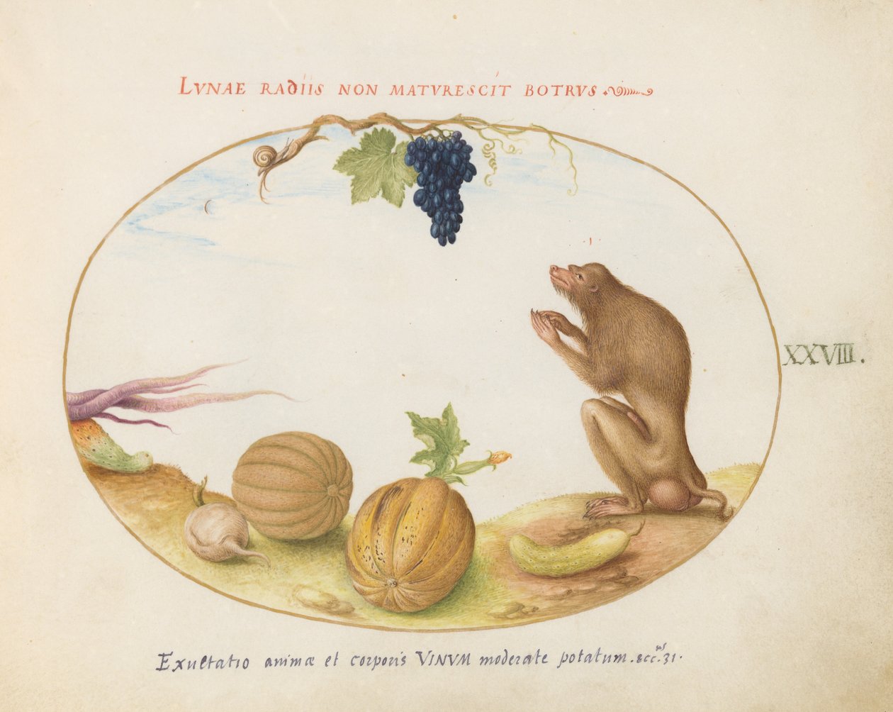 Placa 28: Un "Tartarine" (¿Macaco de Berbería?) con Fruta y un Caracol de Joris Hoefnagel