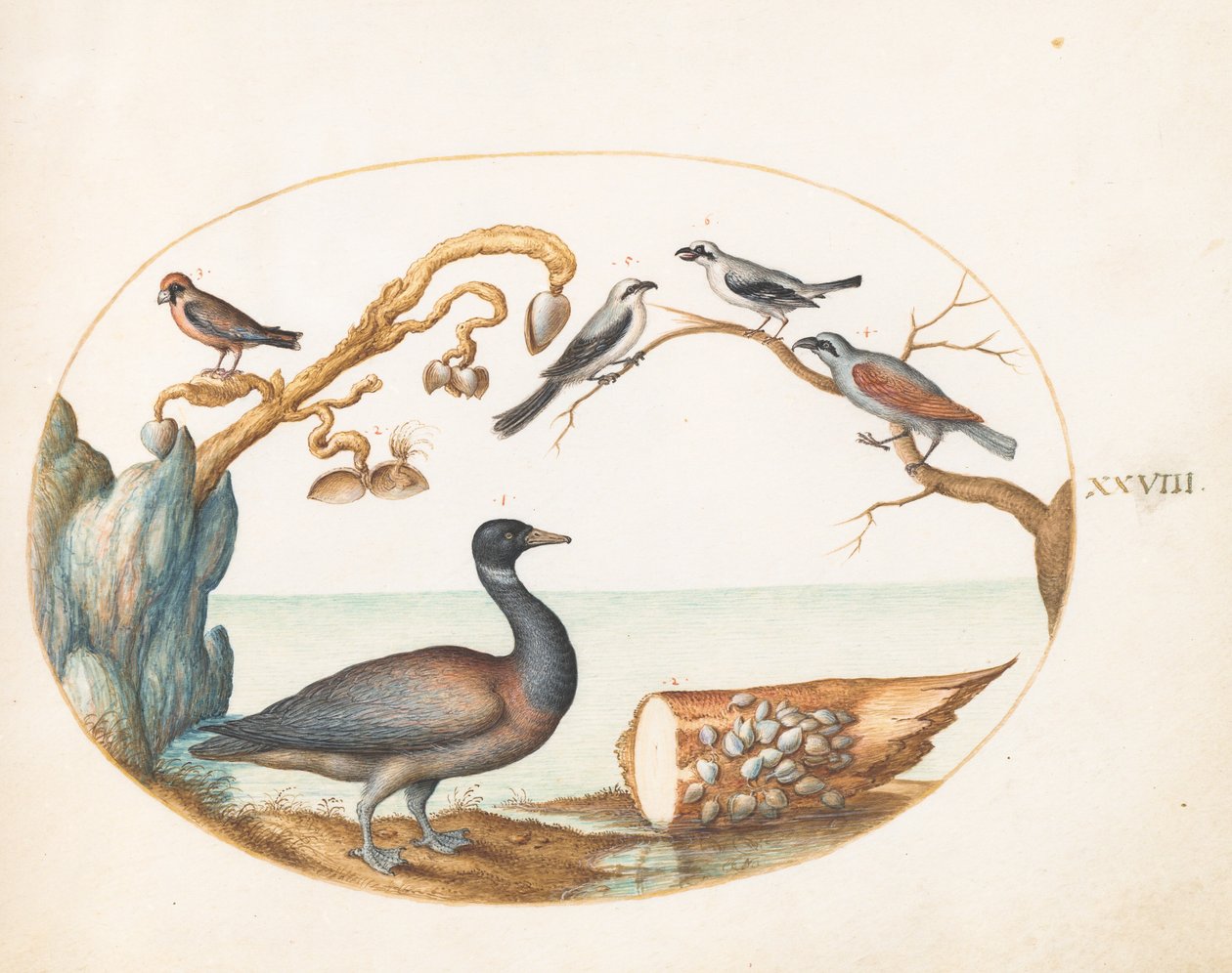 Placa 28: Ganso de Barnacla con Alcaudones y Otras Aves de Joris Hoefnagel