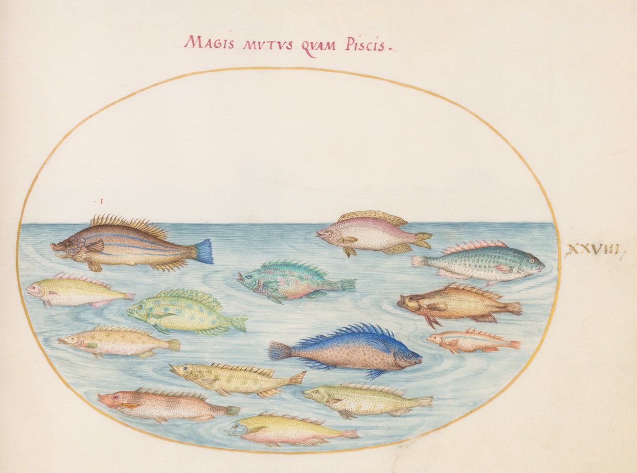 Lámina 28: Dorada(?) y otros peces de Joris Hoefnagel