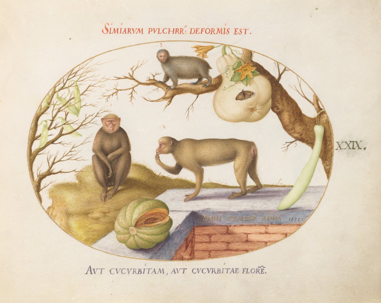 Placa 29: Dos monos, un "Arctopithecus" (¿perezoso?) y fruta de Joris Hoefnagel