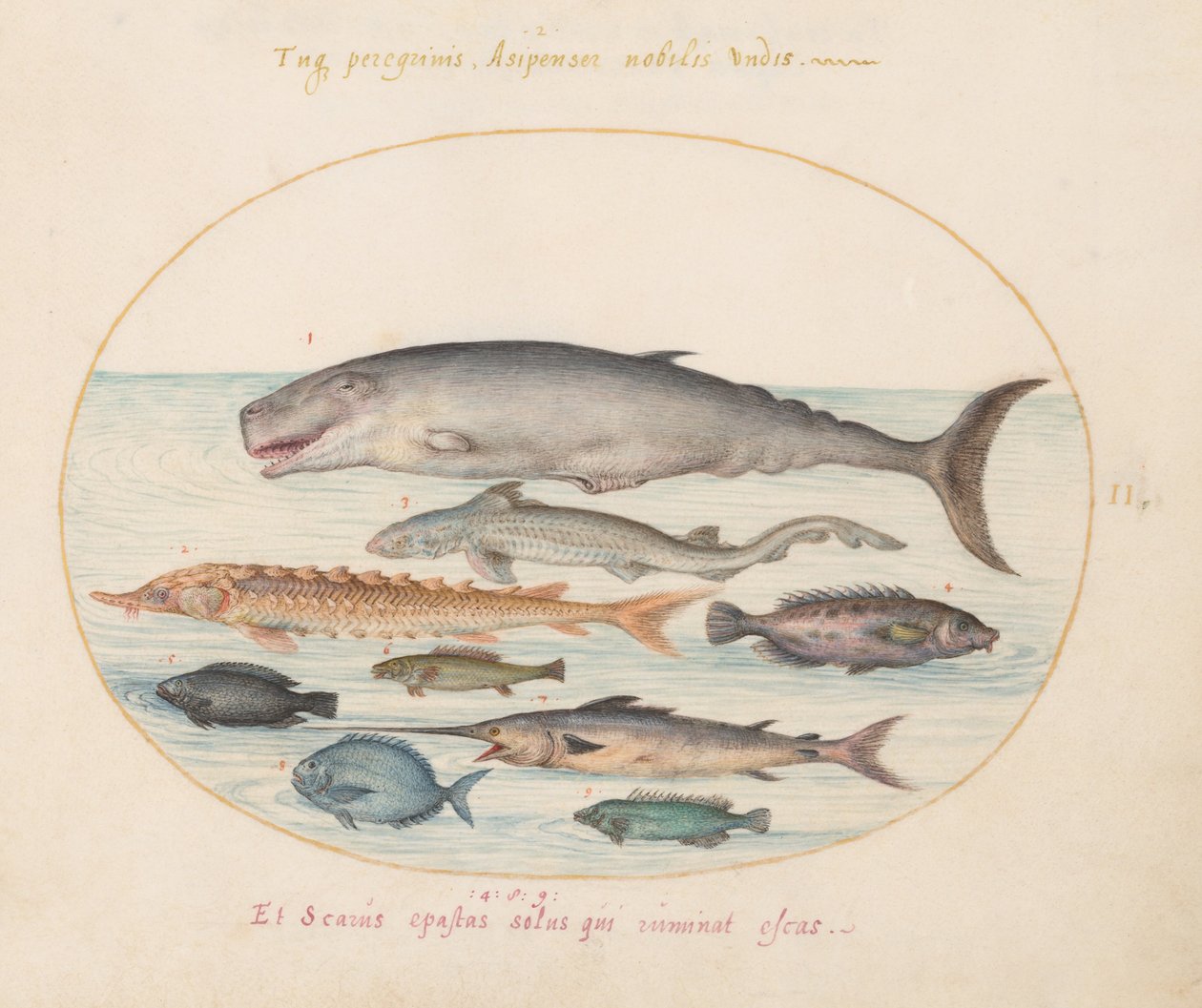 Placa 2: Cachalote, Esturión, Tiburón y Otros Peces de Joris Hoefnagel