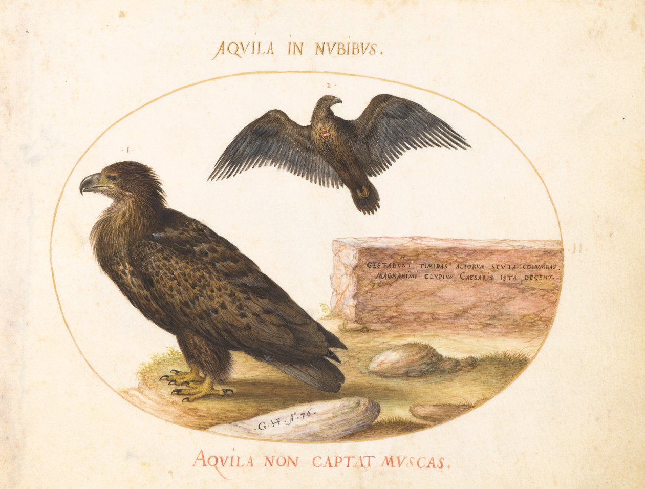 Plato 2: Dos águilas de Joris Hoefnagel