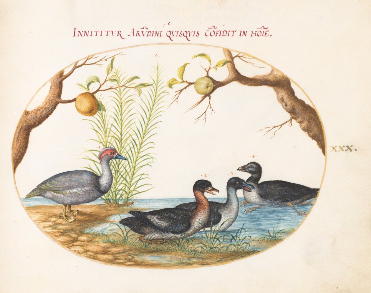 Lámina 30: Un pato criollo (?), un pato de cuatro patas y otros dos pájaros de Joris Hoefnagel
