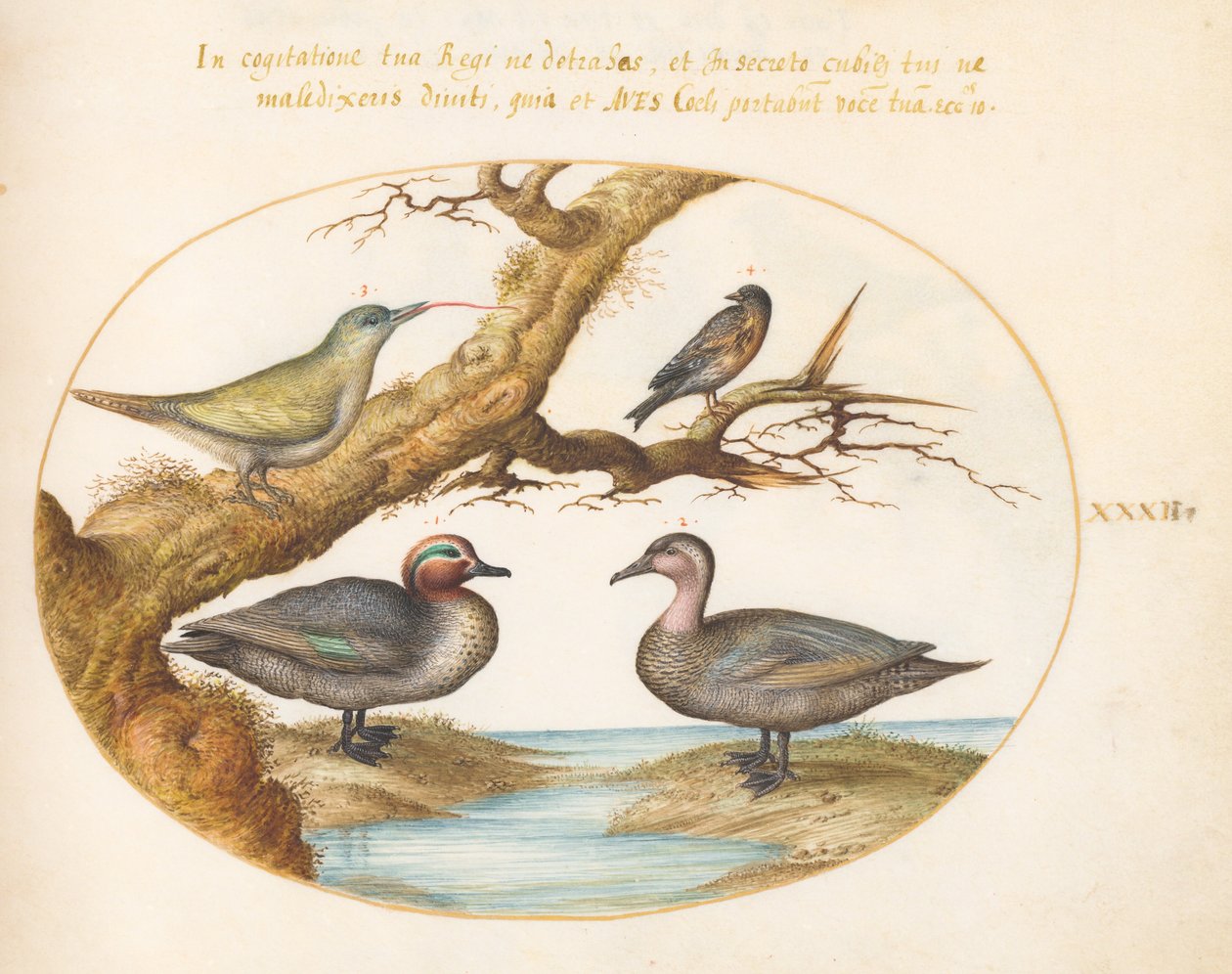 Placa 32: Un cerceta de alas verdes, un pájaro carpintero verde juvenil y dos aves más de Joris Hoefnagel