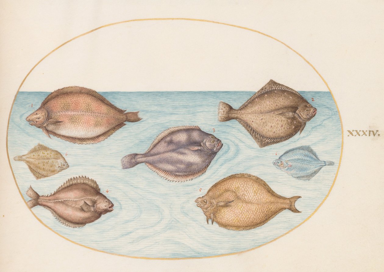 Lámina 34: Siete peces planos de Joris Hoefnagel