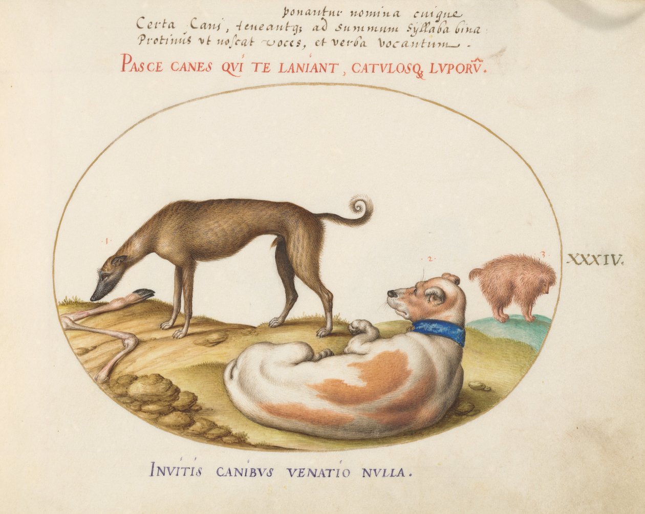 Placa 34: Tres Perros, Incluyendo un "Mimick" de Joris Hoefnagel