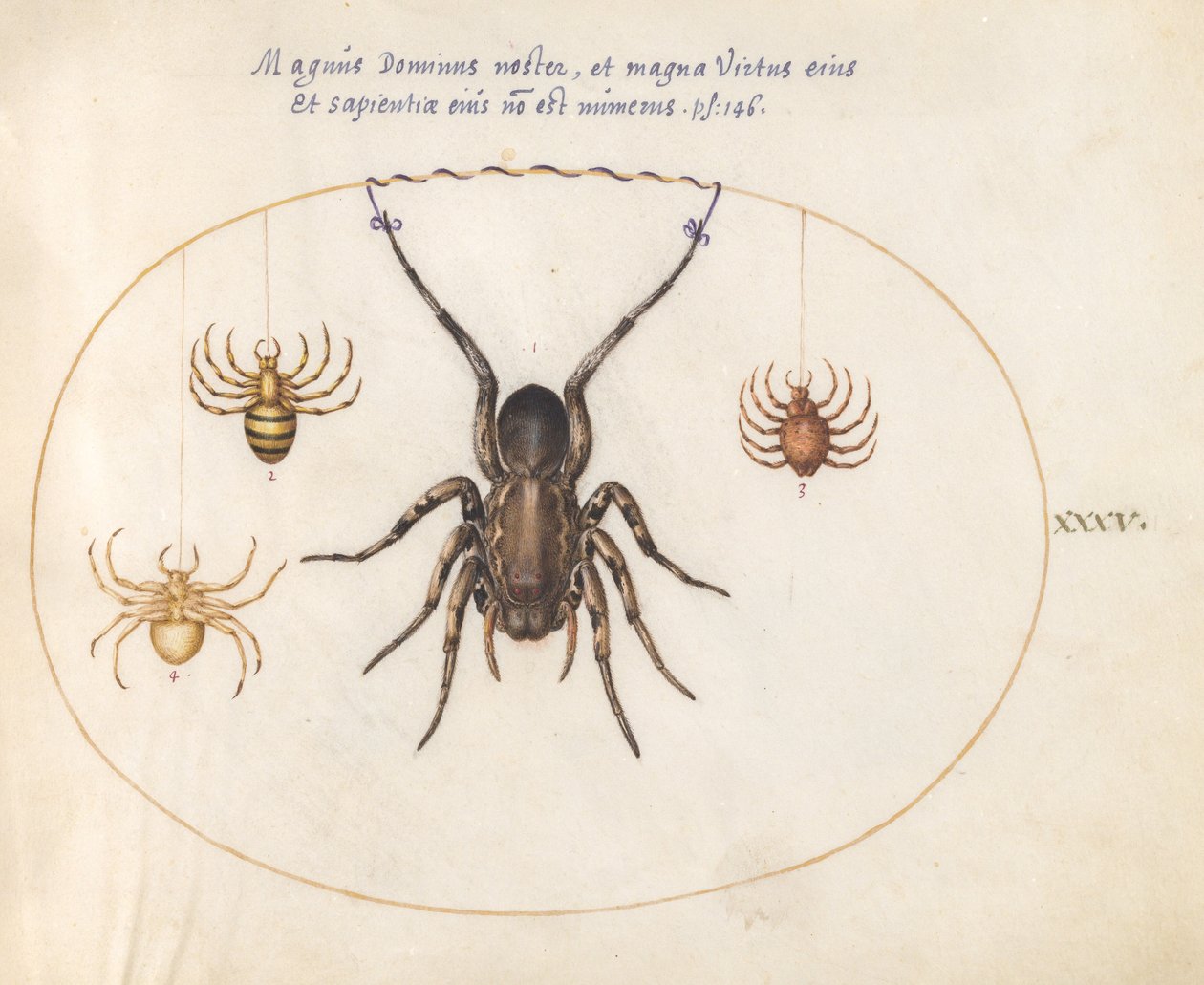 Placa 35: Una Araña Lobo(?) y Tres Otras Arañas de Joris Hoefnagel