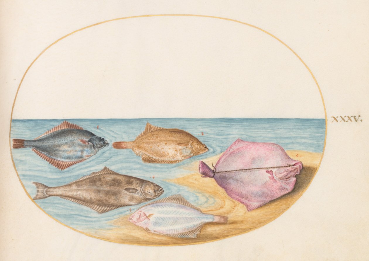 Placa 35: Los Lados Inferiores del Rodaballo(?) y Otros Peces Planos de Joris Hoefnagel