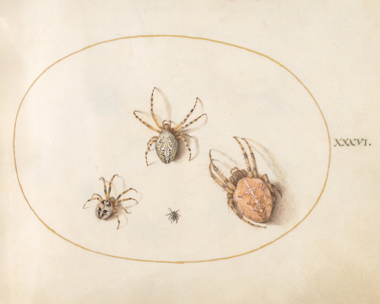 Lámina 36: Tres arañas grandes y una araña pequeña de Joris Hoefnagel