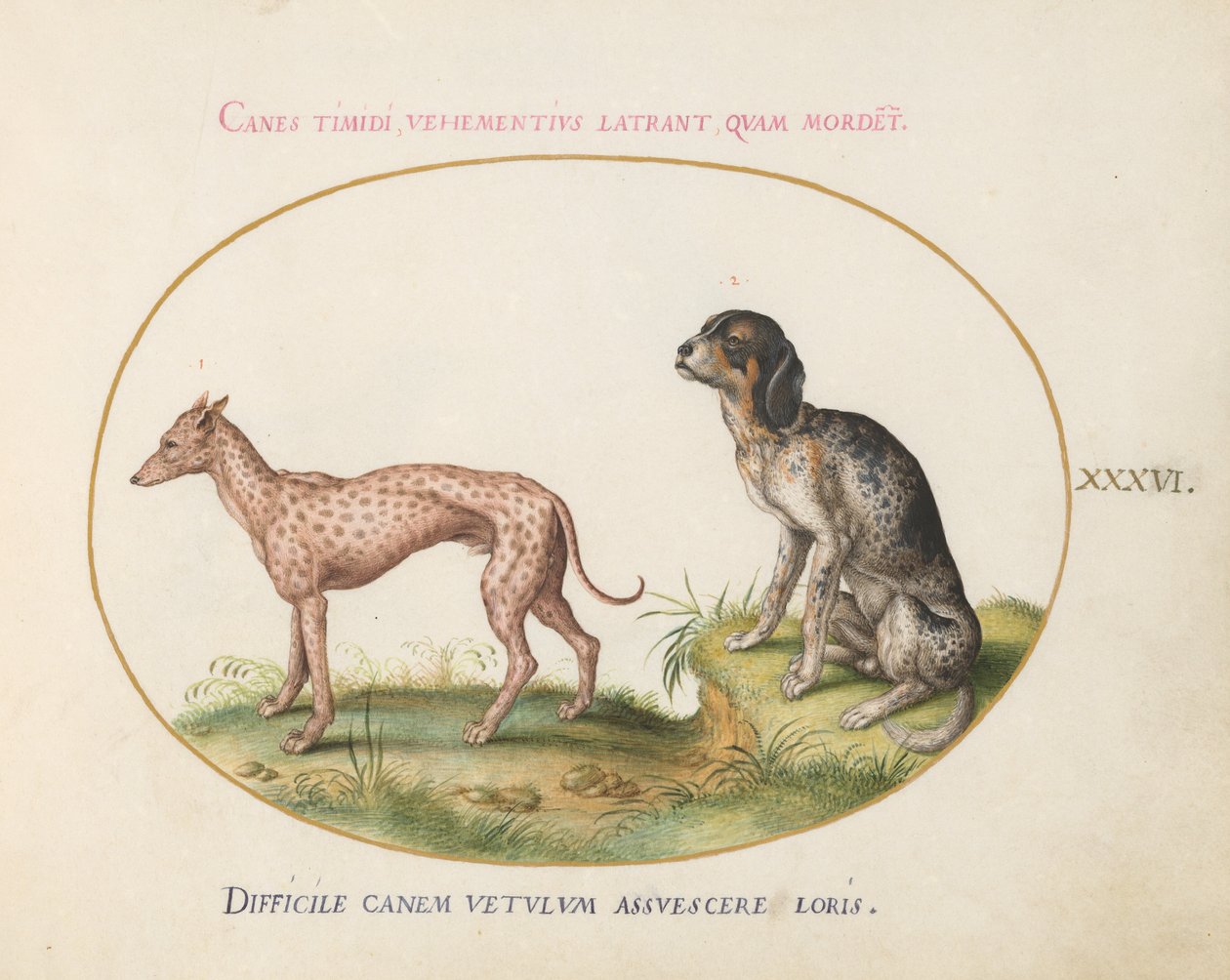 Placa 36: Dos Perros Manchados de Joris Hoefnagel