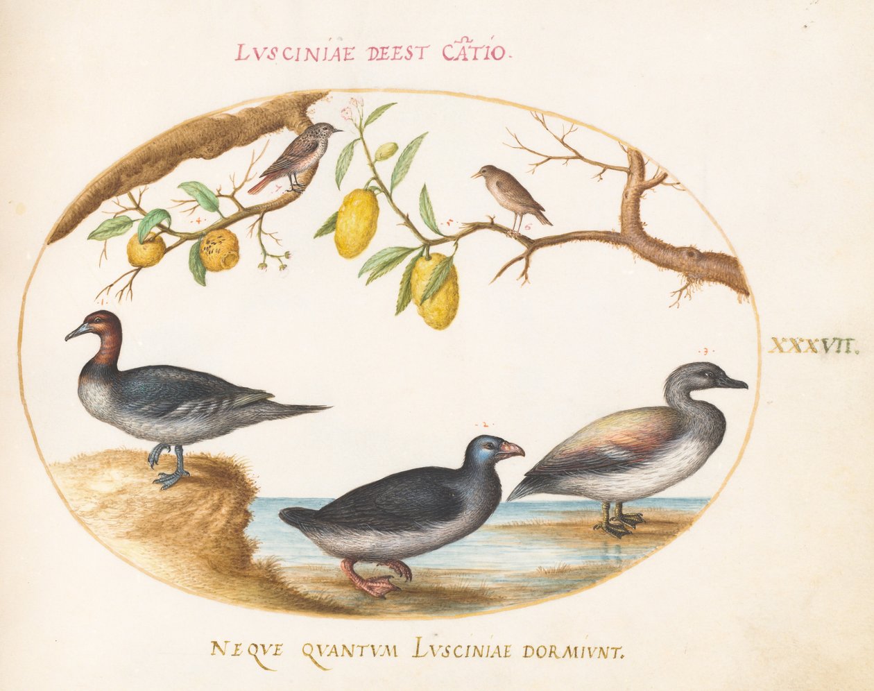 Placa 37: Tres aves acuáticas con dos pájaros posados en árboles cítricos de Joris Hoefnagel