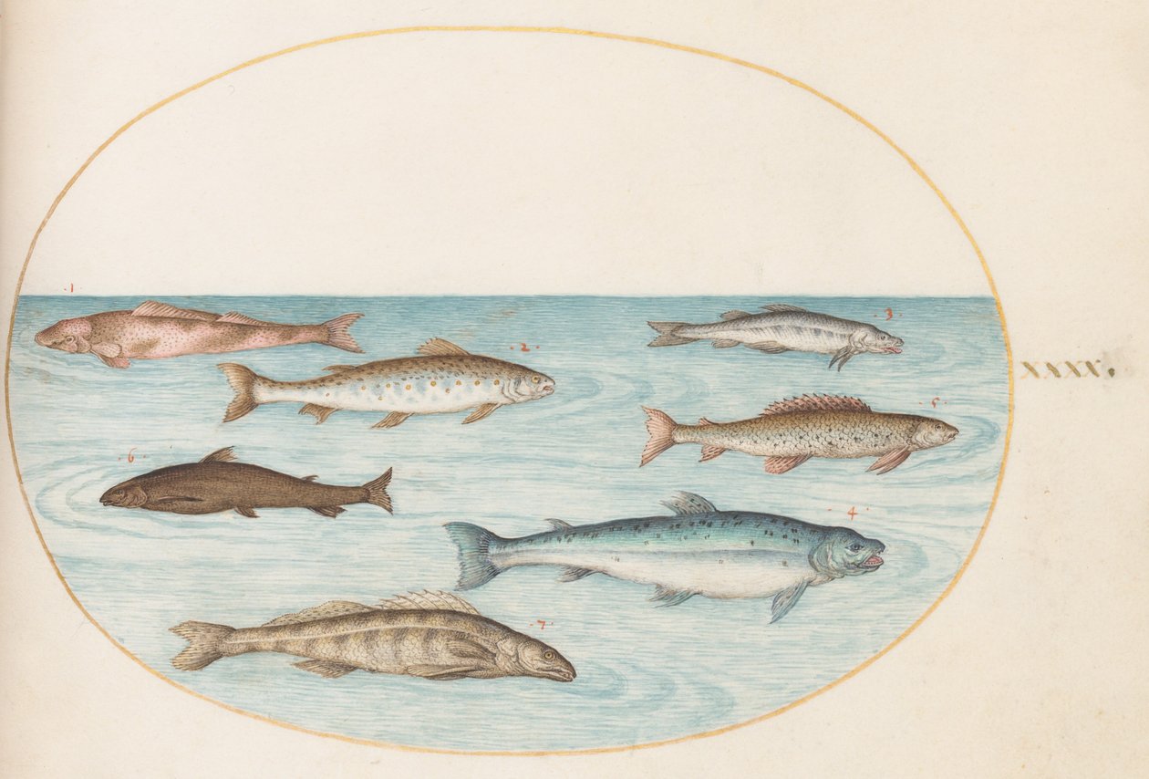Plato 40: Salmón, Trucha y Peces de Agua Dulce(?) de Joris Hoefnagel