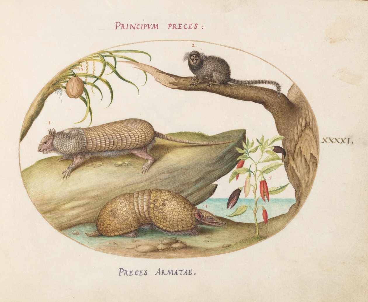 Placa 41: Dos tipos de armadillos con un tití, una palmera de coco y una planta de pimienta de Joris Hoefnagel