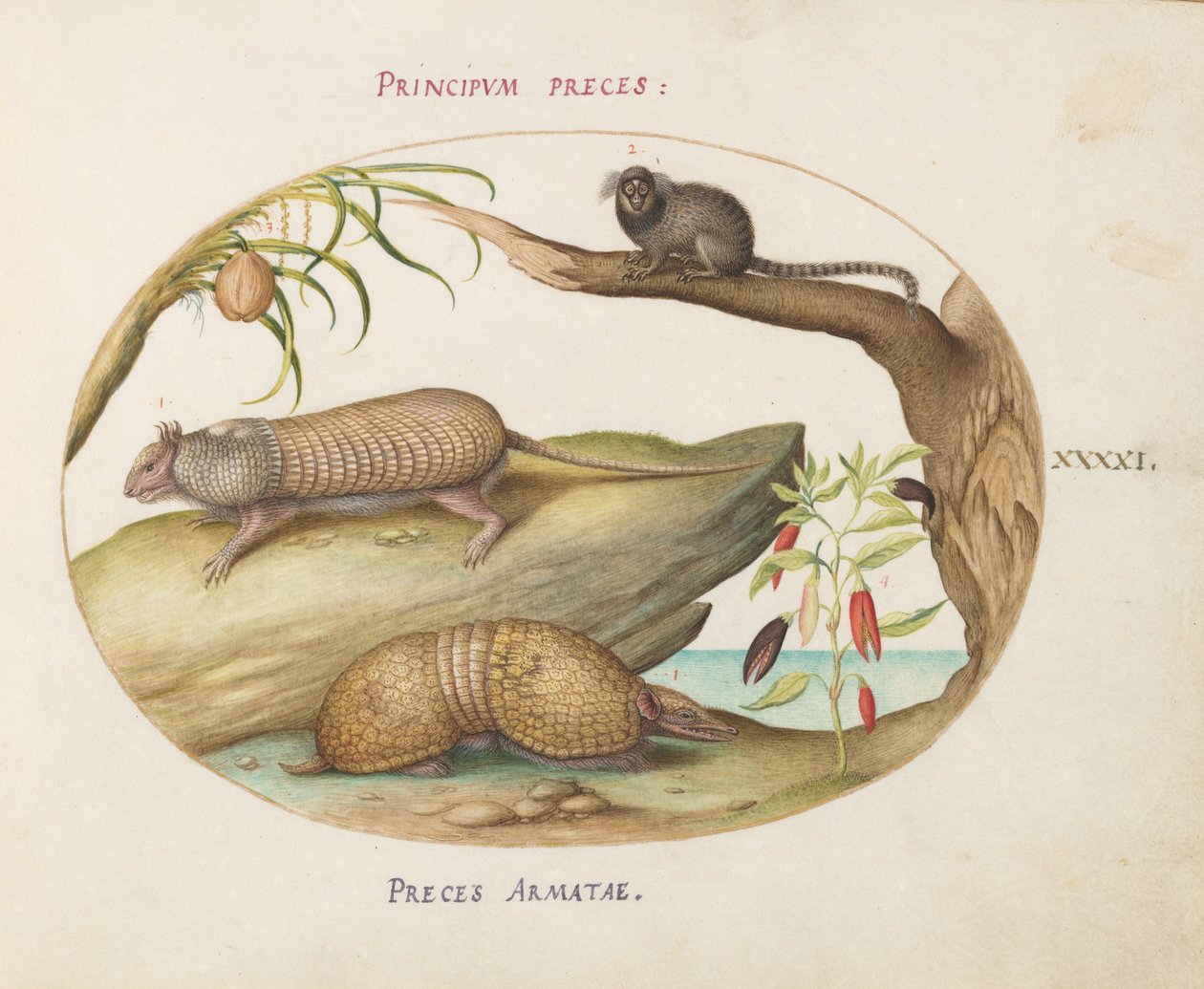 Lámina 41: Dos tipos de armadillos con un tití, una palmera de coco y una planta de pimienta de Joris Hoefnagel