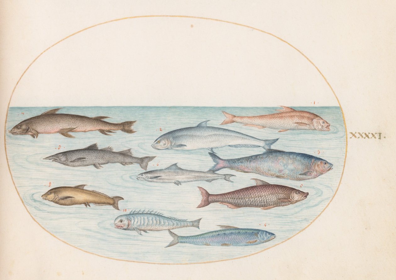 Placa 41: Pescado Blanco(?) y Otros Peces de Joris Hoefnagel