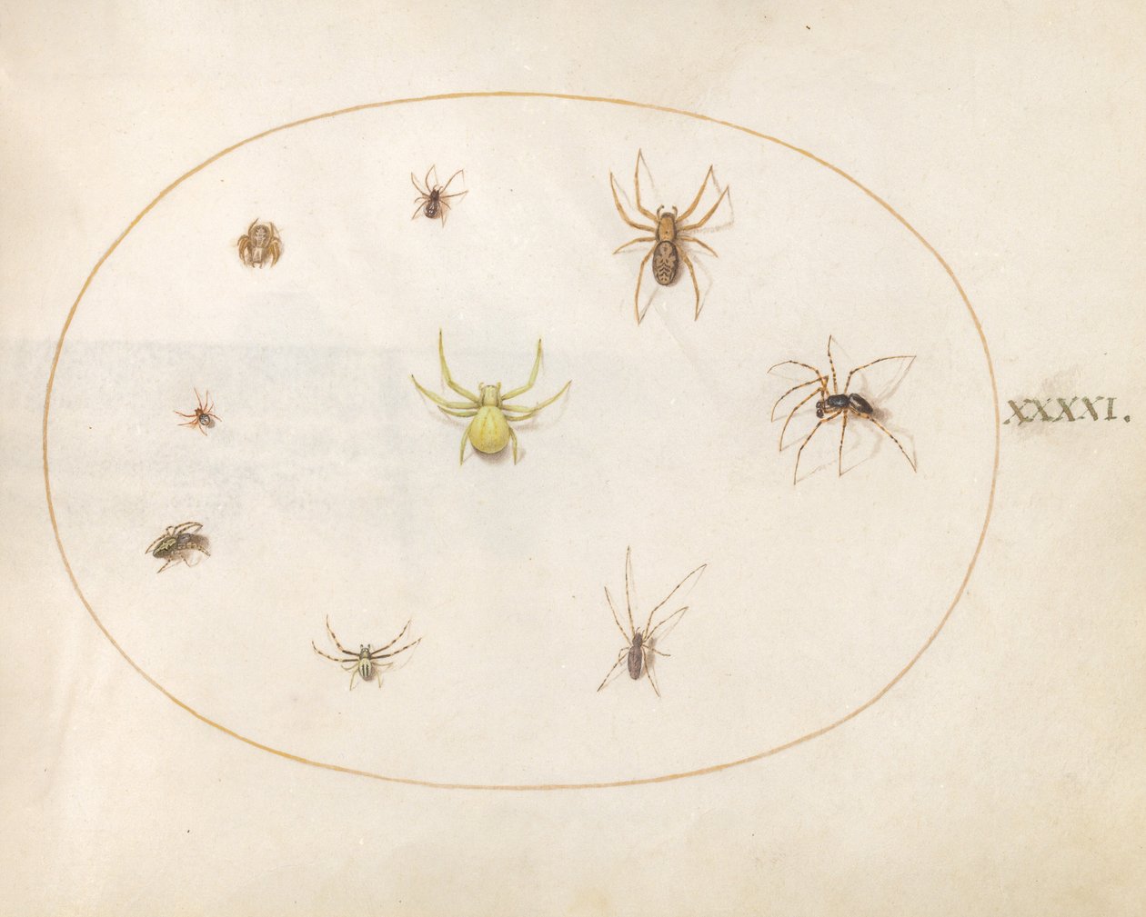 Placa 41: Araña amarilla rodeada de ocho arañas de Joris Hoefnagel